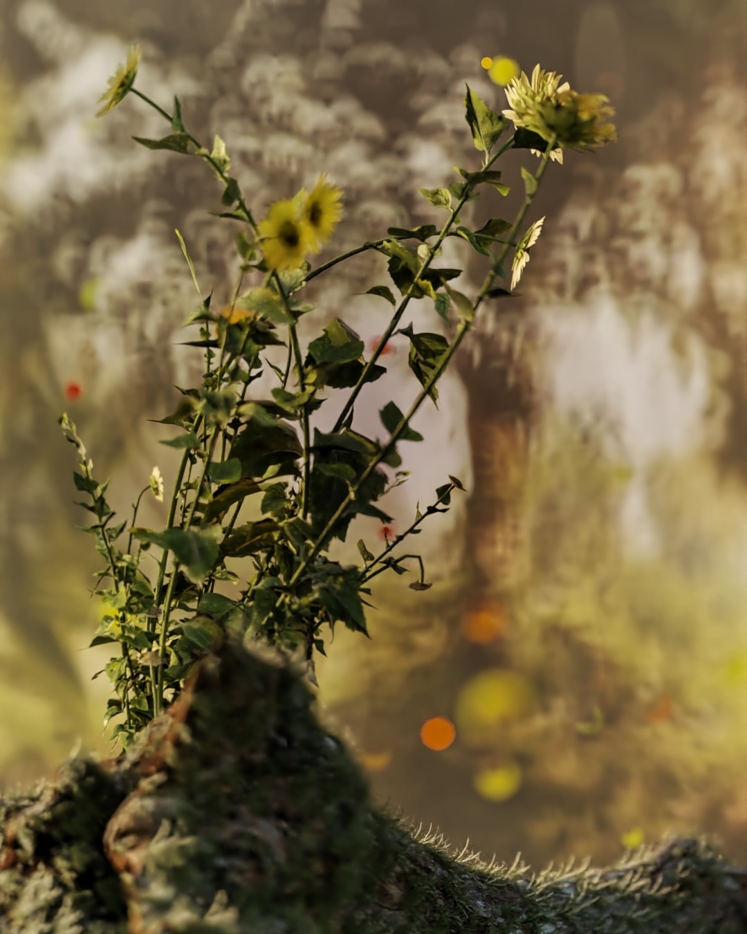 Forest, 3D Digital Art